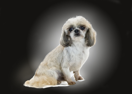 shihtzu